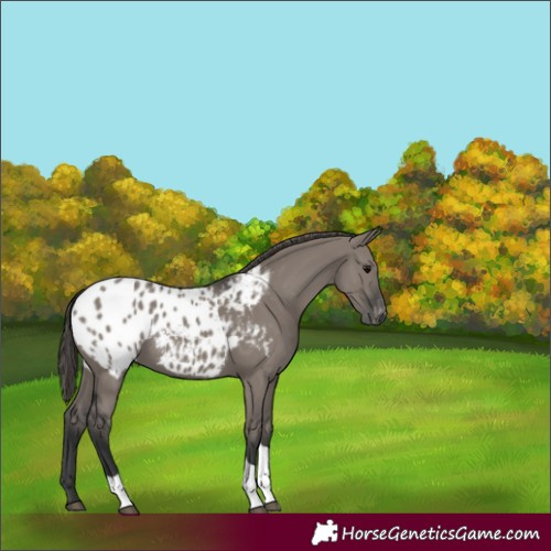 Horse Color:Grullo Tobiano Appaloosa Rabicano