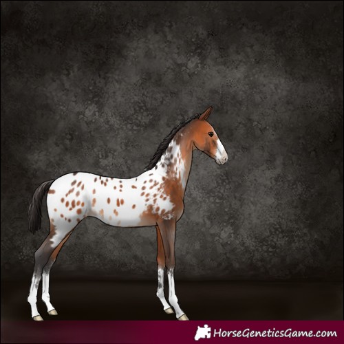 Horse Color:Bay Appaloosa 