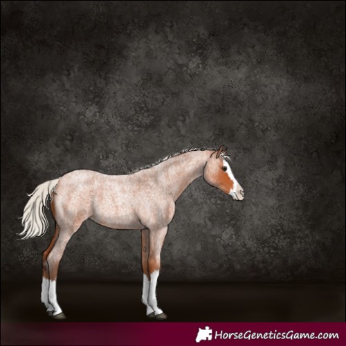 Horse Color:Silver Bay Roan Splash 