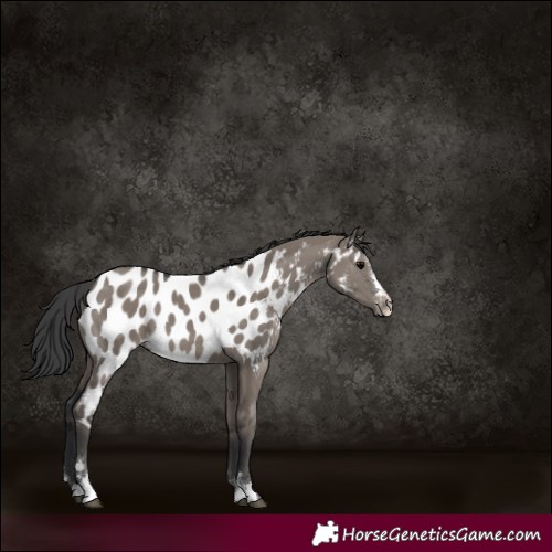 Horse Color:Grullo Appaloosa 