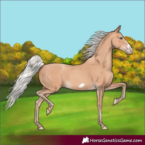 Horse Color:Silver Amber Champagne Frame 