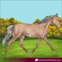 Horse Color:Silver Amber Champagne Frame 