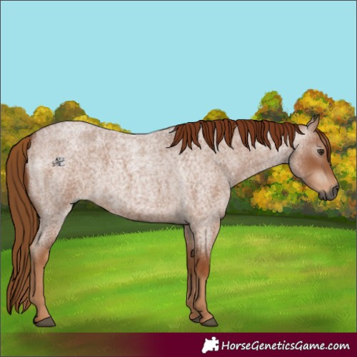 Horse Color:Gray Red Roan 