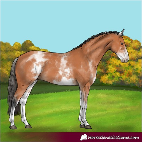 Horse Color:White Spotted Bay 