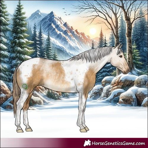 Horse Color:Chocolate Palomino Dun Tobiano Rabicano