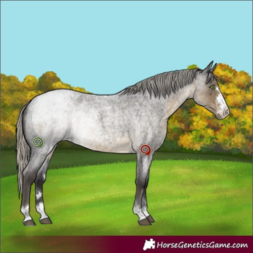 Horse Color:Silver Smoky Blue Roan 