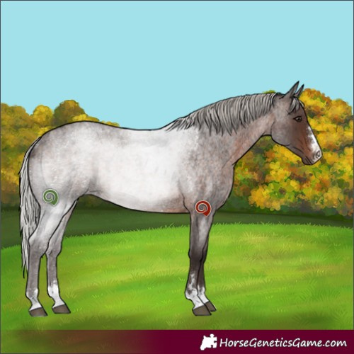 Horse Color:Silver Brown Roan Rabicano 