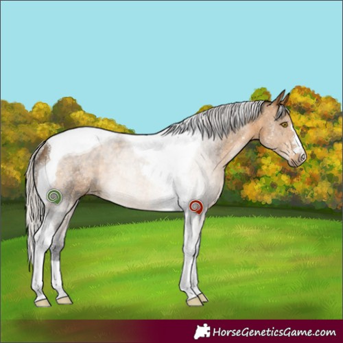 Horse Color:Silver Buckskin Tobiano Rabicano 