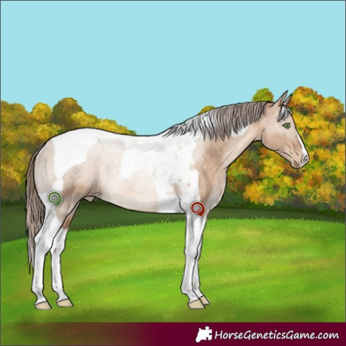 Horse Color:Brown Pearl Dun Tobiano Rabicano