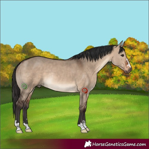 Horse Color:Brown Dun Rabicano 