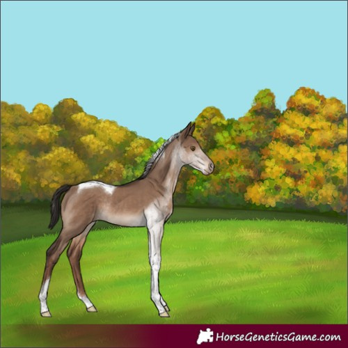Horse Color:Liver Red Dun Tobiano Rabicano