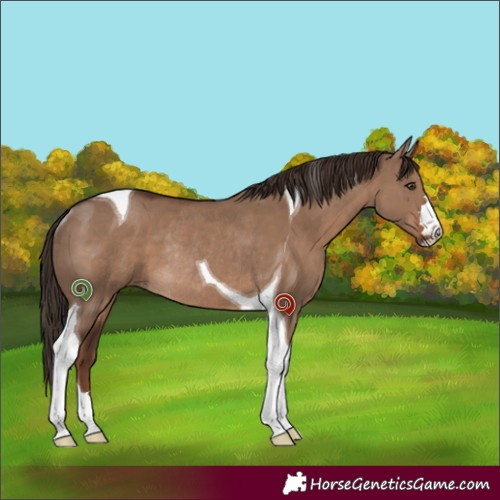 Horse Color:Liver Red Dun Tobiano Rabicano 