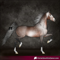 Horse Color:Gray Bay 