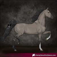 Horse Color:Grullo Sabino Rabicano 