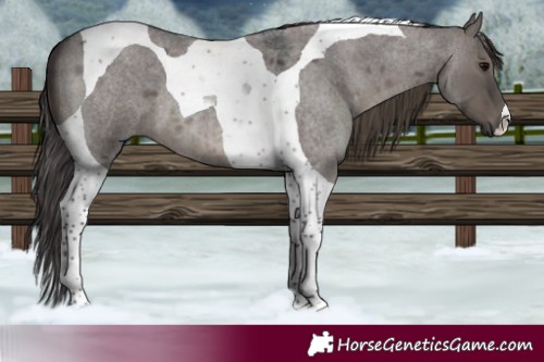 Horse Color:Smoky Grullo Roan Tobiano 