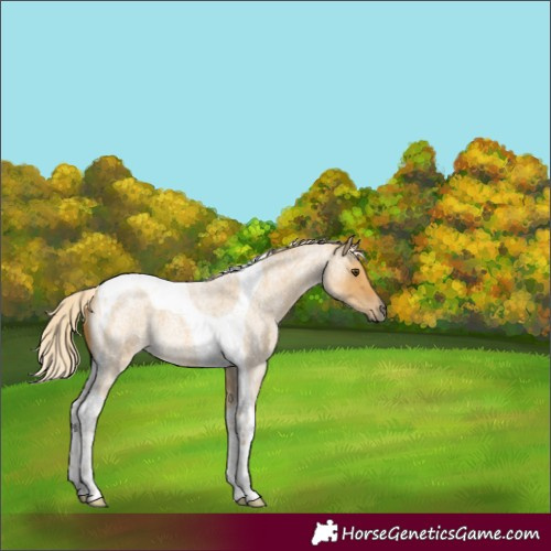Horse Color:Palomino Roan Dun Tobiano 