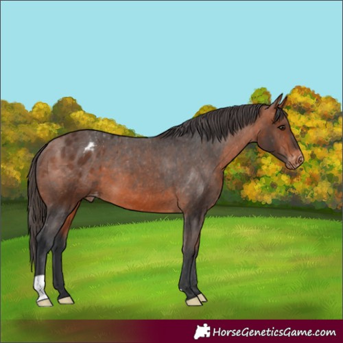 Horse Color:Bay Appaloosa 