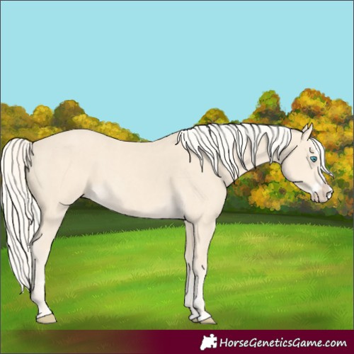 Horse Color:Cremello Splash  and Cremello Splash 
