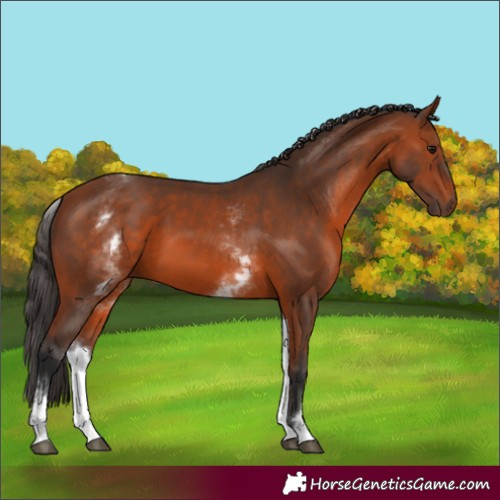 Horse Color:White Spotted Bay 