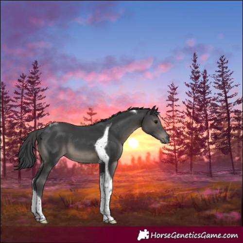 Horse Color:Black Tobiano 