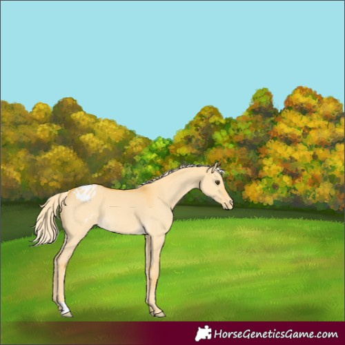Horse Color:Palomino Dun Appaloosa
