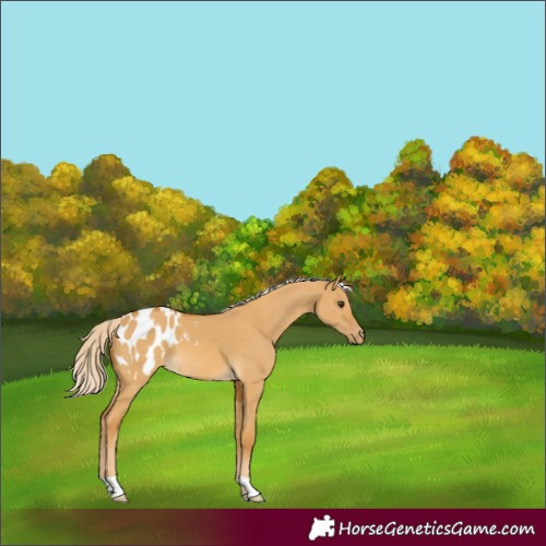 Horse Color:Palomino Dun Appaloosa 