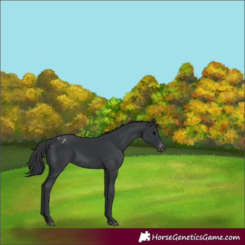 Horse Color:Black Appaloosa 