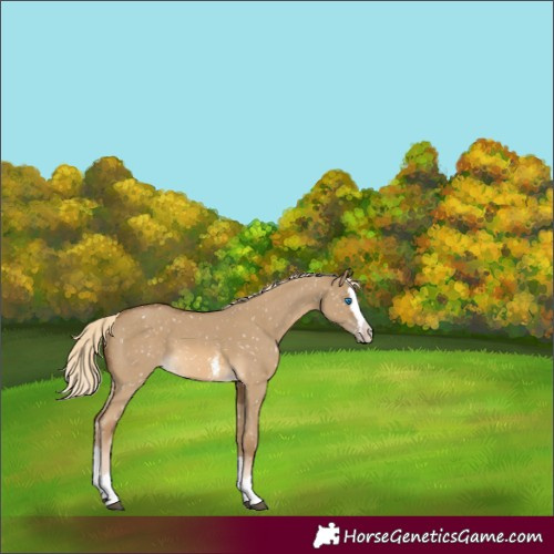 Horse Color:Chocolate Palomino Dun Sabino Splash Appaloosa 