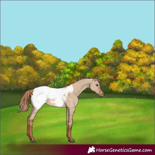 Horse Color:Red Dun Appaloosa