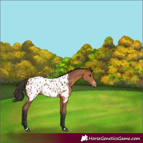 Horse Color:Bay Appaloosa