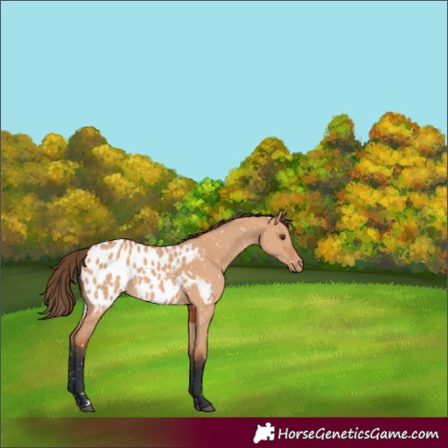 Horse Color:Bay Dun Appaloosa 