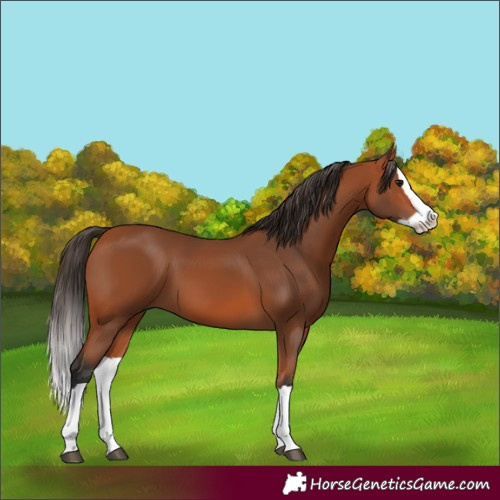 Horse Color:Bay Splash