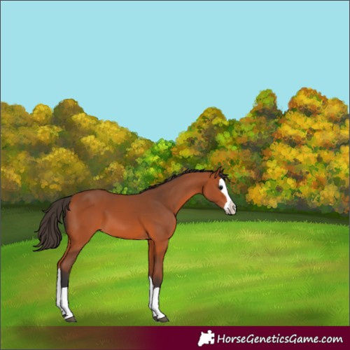 Horse Color:Bay Splash