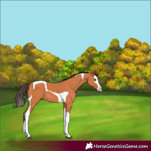 Horse Color:Bay Splash Tobiano