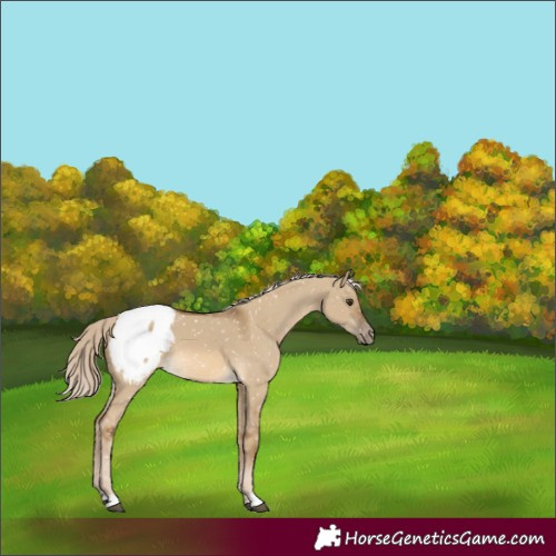 Horse Color:Chocolate Palomino Dun Appaloosa 