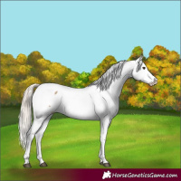 Horse Color:Chocolate Palomino Dun Snowcap 