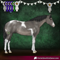 Horse Color:White Spotted Grullo Tobiano Rabicano 
