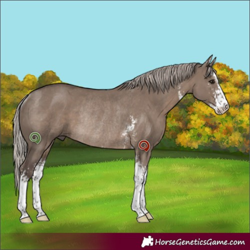 Horse Color:Silver Grullo Sabino Rabicano