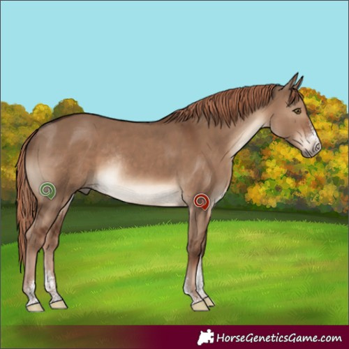 Horse Color:Liver Red Dun Sabino Rabicano 