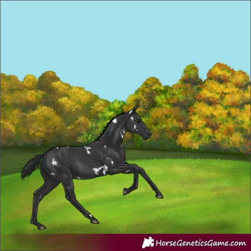 Horse Color:White Spotted Black 