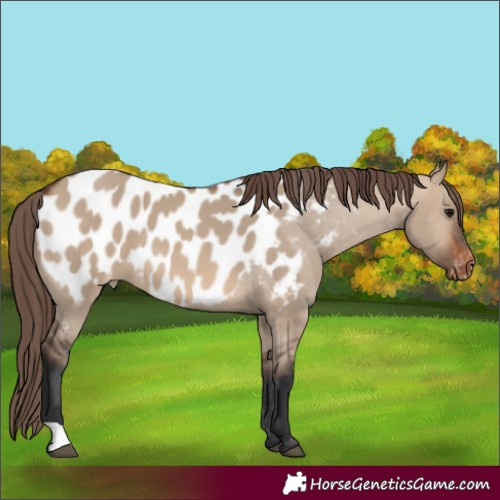 Horse Color:Brown Dun Appaloosa 