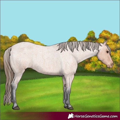 Horse Color:Bay Roan Varnish 