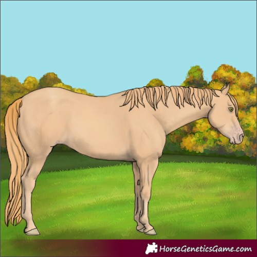Horse Color:Gold Champagne 