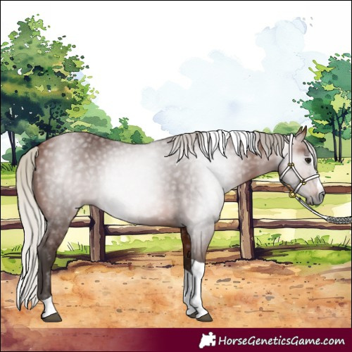 Horse Color:Gray Silver Bay Splash Tobiano 