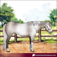 Horse Color:Gray Silver Bay Splash Tobiano 