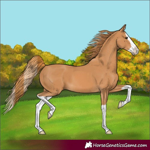 Horse Color:Chestnut Splash 