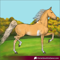 Horse Color:Palomino Tobiano 