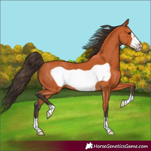 Horse Color:Bay Frame 