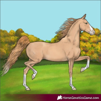 Horse Color:Gold Champagne Splash