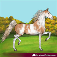 Horse Color:White Spotted Chestnut 